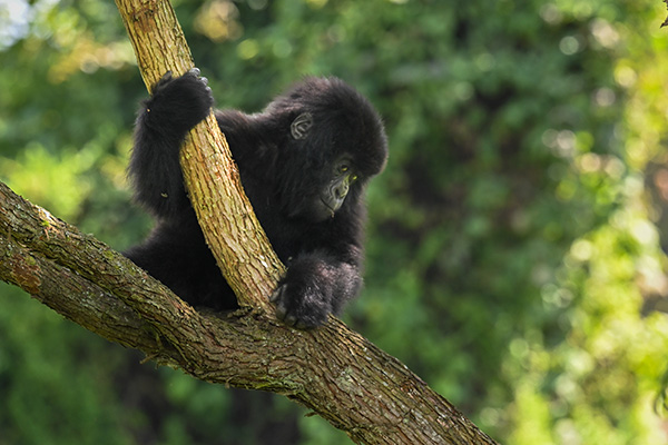 Rwanda wildlife experience